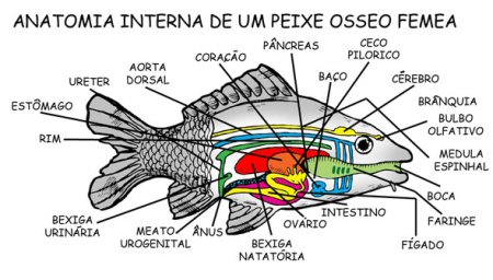 Desvendando o Mapa Astral de Peixes: Influências de Netuno e Júpiter