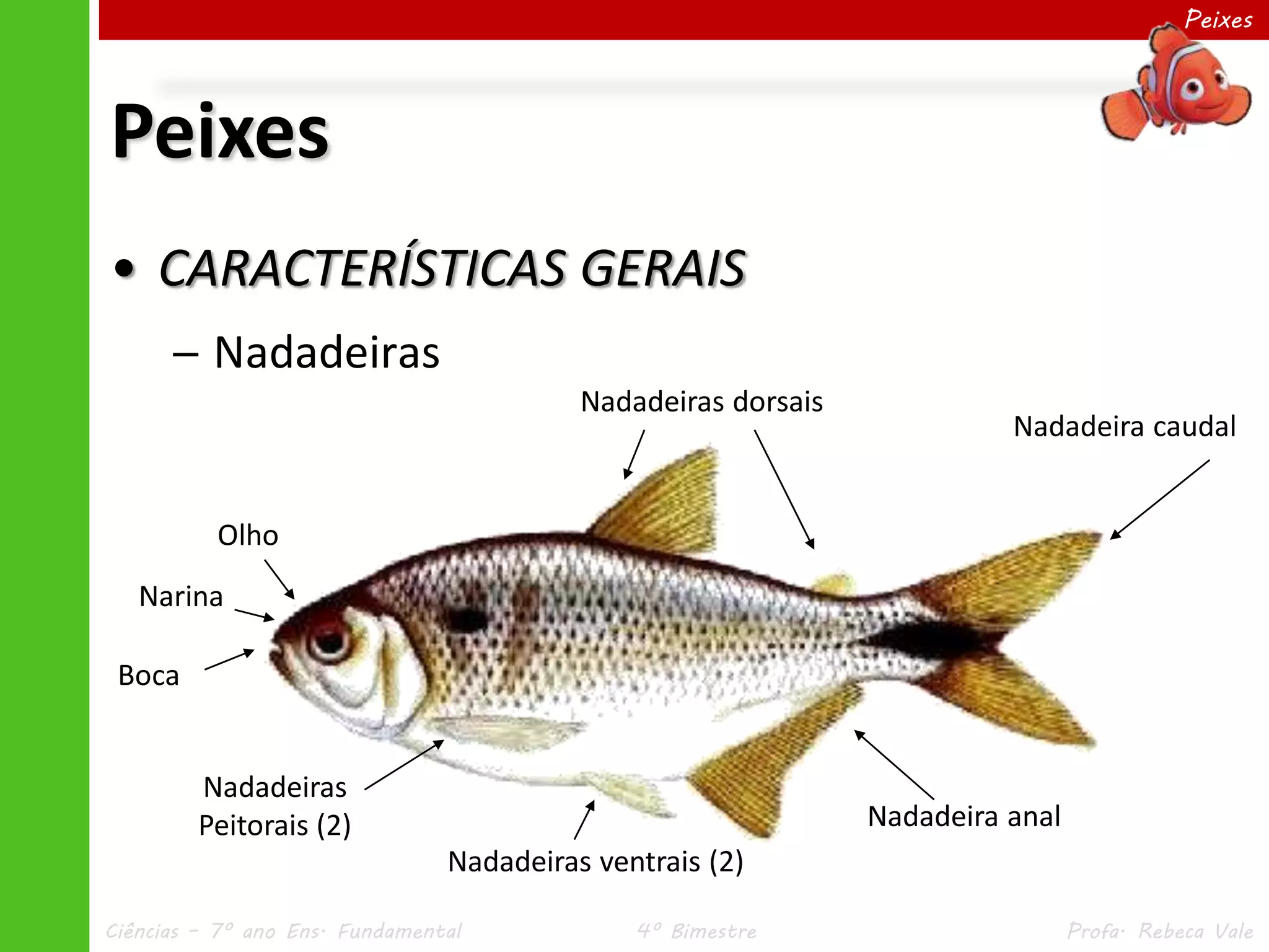 Peixes Caracteristicas