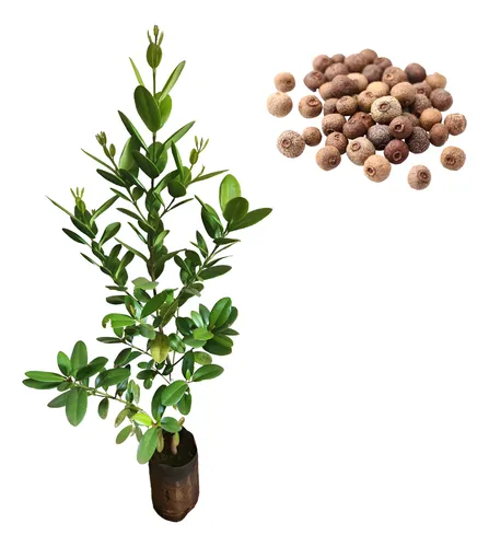 Receitas com Pimenta-da-Jamaica: Sabor e Saúde na Cozinha