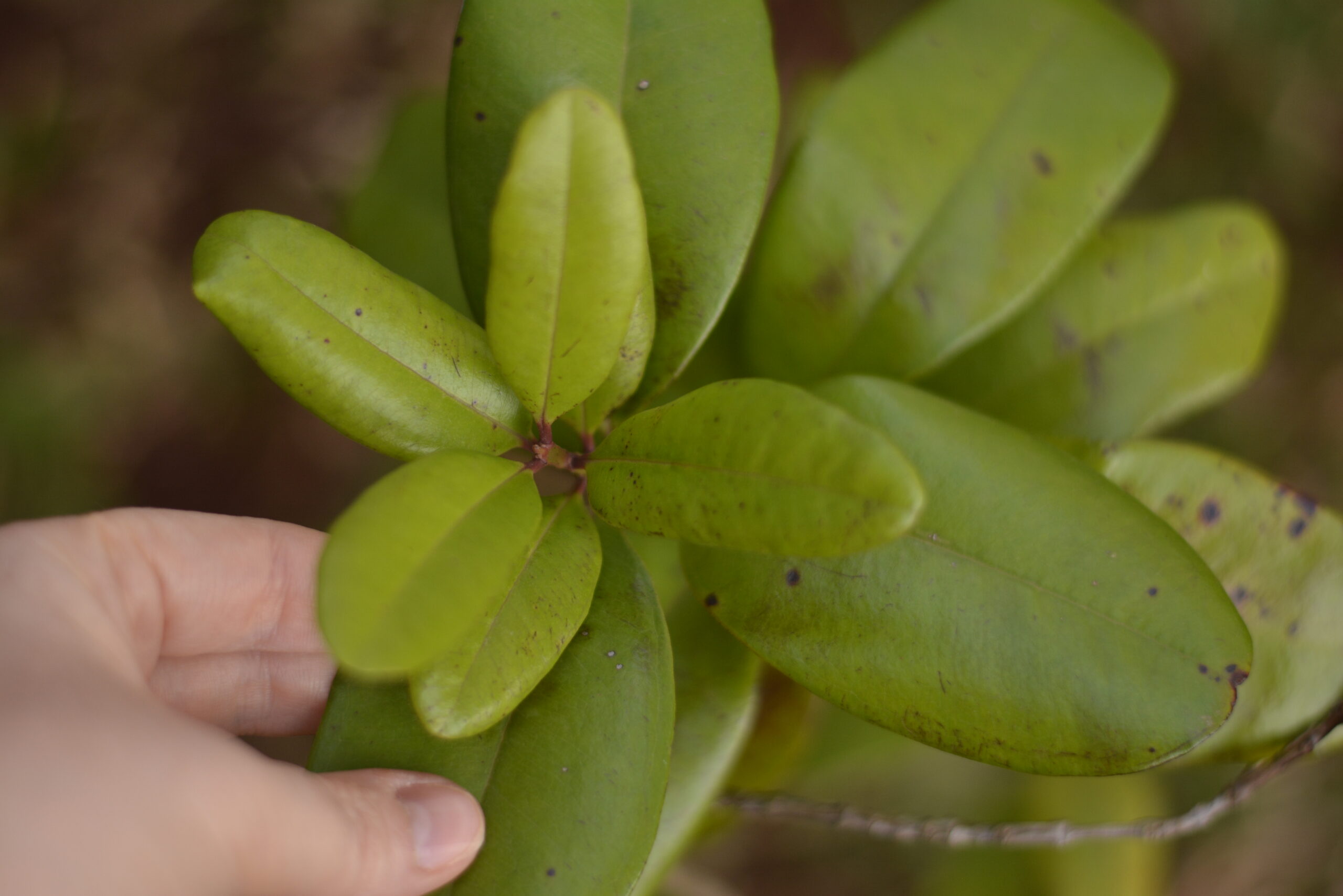Pimenta-da-Jamaica para Cabelo: Dicas de Uso e Benefícios