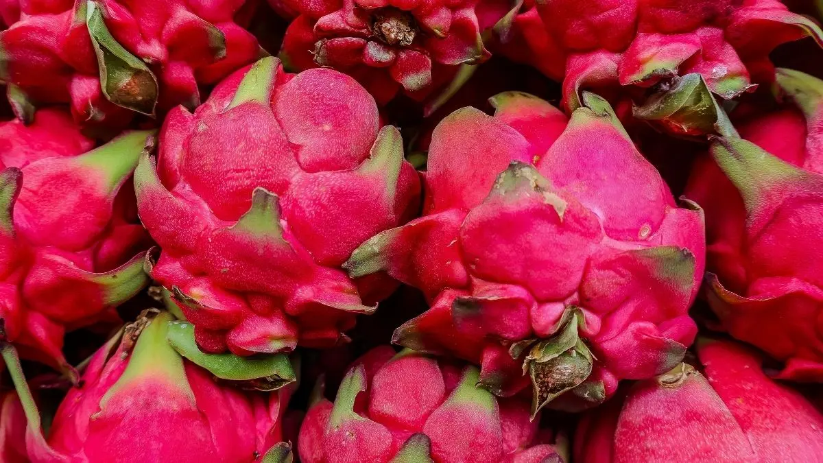 erros ao comer pitaya e seus riscos