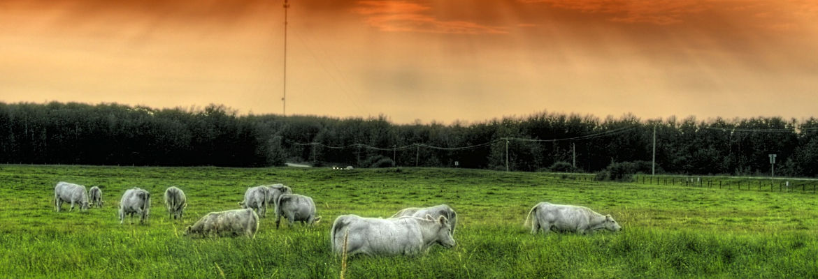 Guia completo de produção de silagem para pecuária