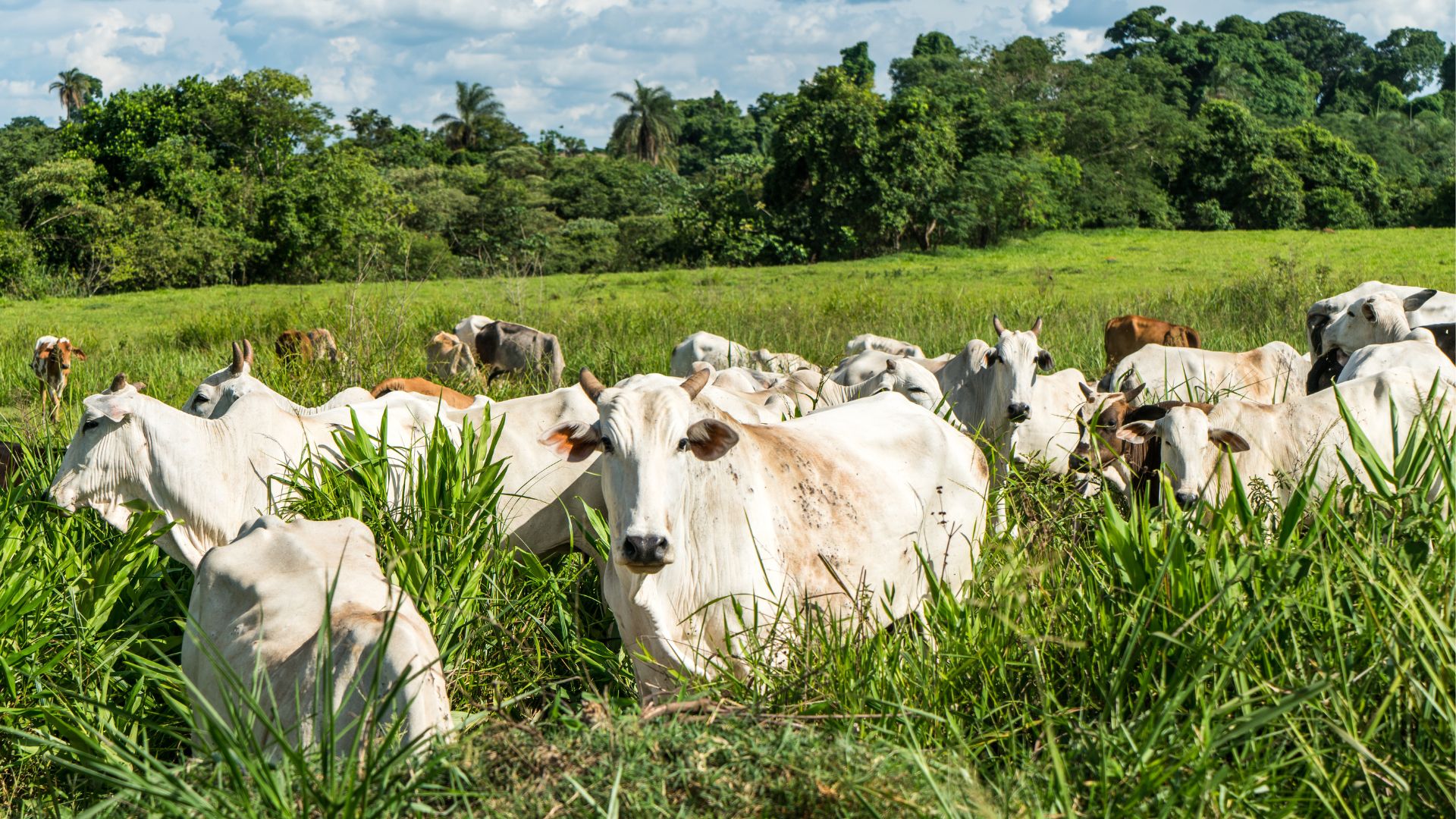 A importância da adubação para a produtividade do pasto