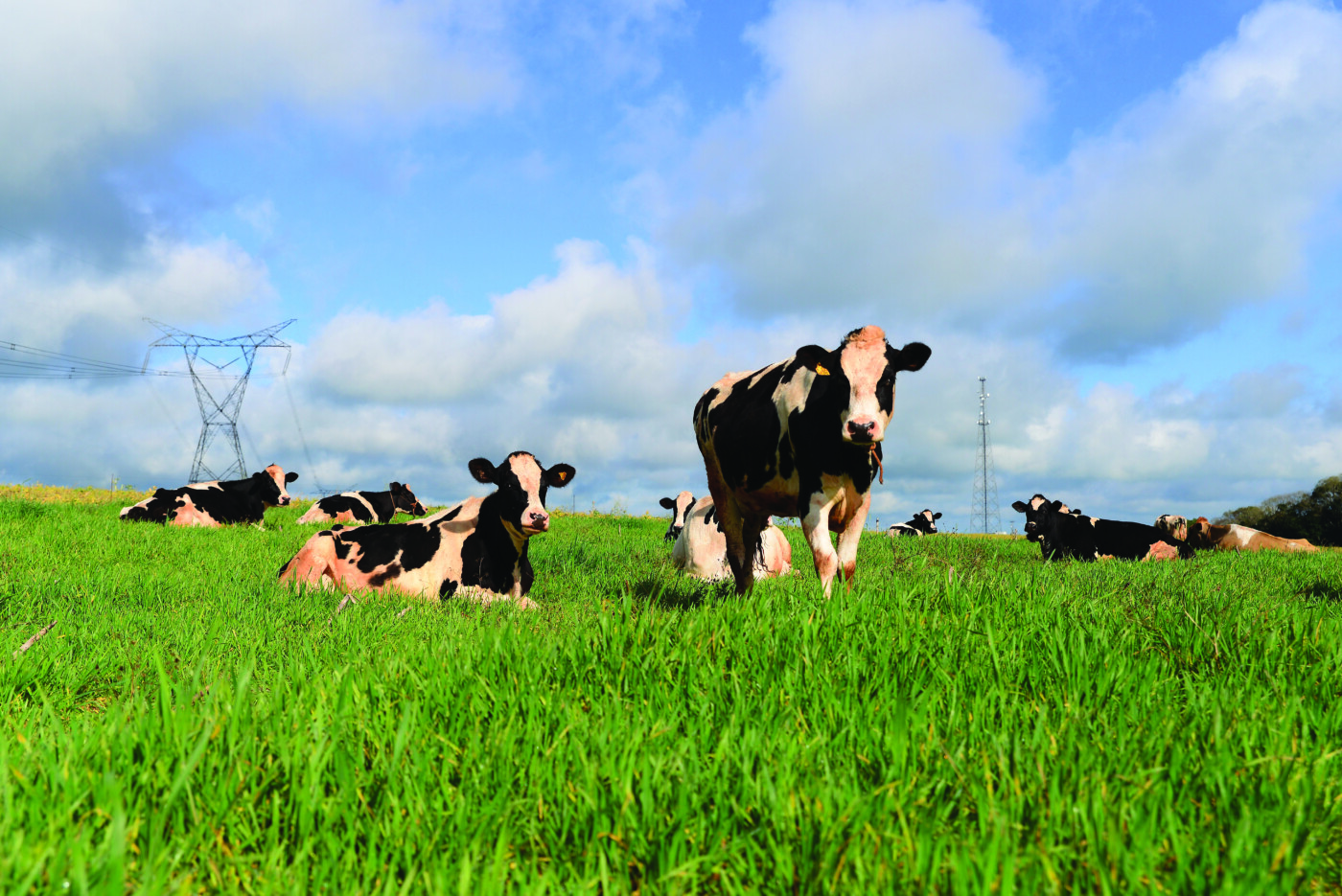 Como calcular a capacidade de suporte da sua pastagem