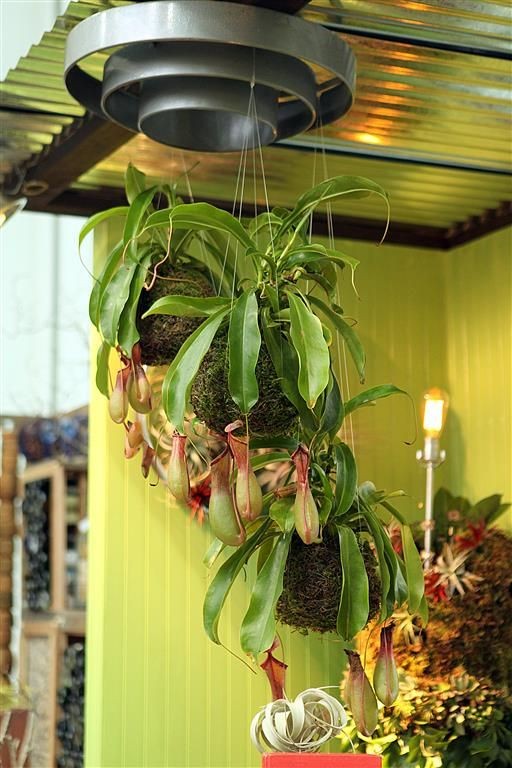 5 ideias de títulos:
1. Guia Completo: Como Cuidar de Plantas Carnívoras em Casa
2. As Espécies Mais Populares de Plantas Carnívoras e Seus Cuidados
3. Erros Comuns ao Cultivar Plantas Carnívoras (e Como Evitá-los)
4. Onde Comprar Plantas Carnívoras: Dicas e Preços
5. Plantas Carnívoras: Controle Natural de Insetos para Seu Lar