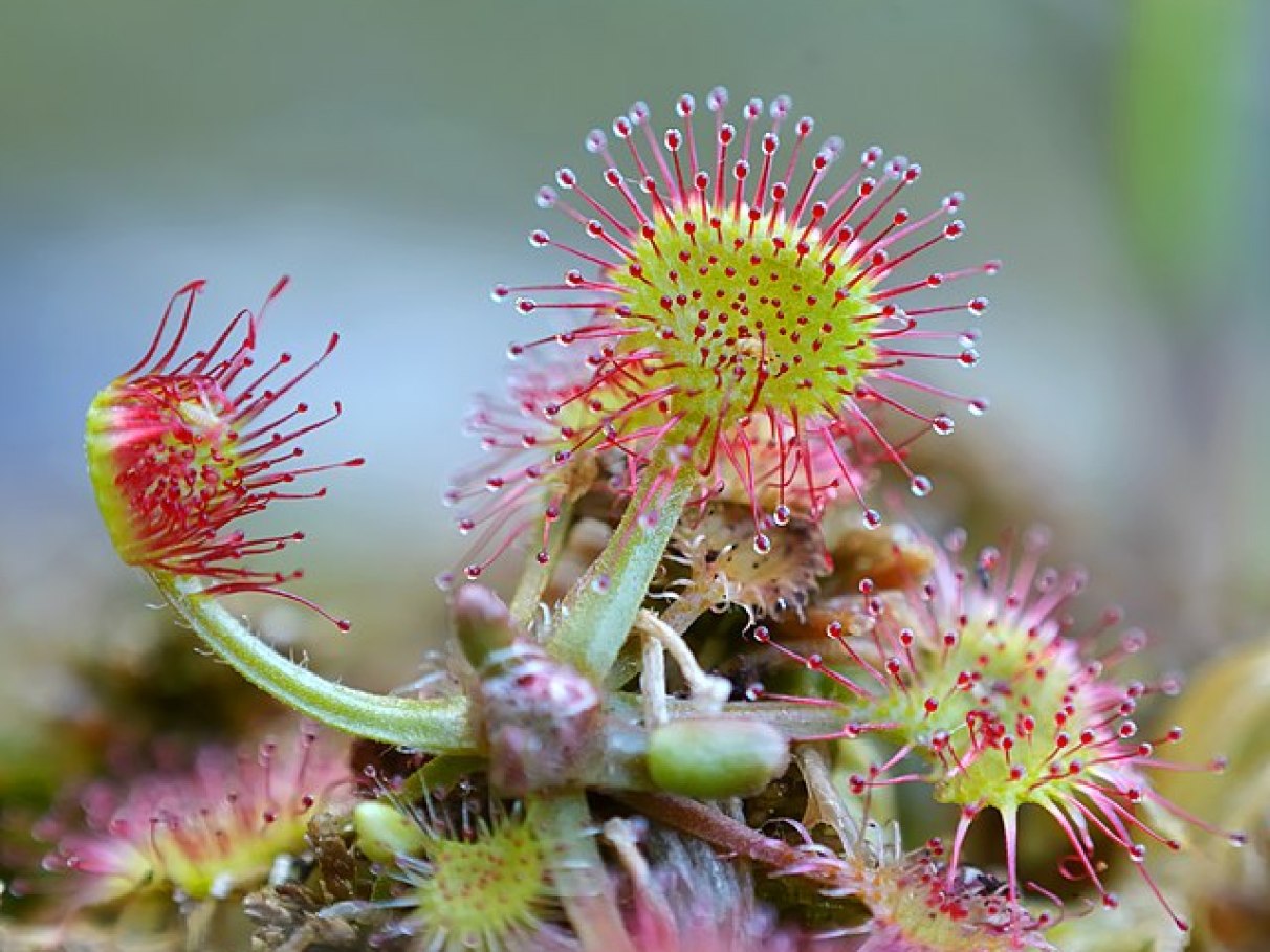 5 ideias de títulos:
1. Guia Completo: Como Cuidar de Plantas Carnívoras em Casa
2. As Espécies Mais Populares de Plantas Carnívoras e Seus Cuidados
3. Erros Comuns ao Cultivar Plantas Carnívoras (e Como Evitá-los)
4. Onde Comprar Plantas Carnívoras: Dicas e Preços
5. Plantas Carnívoras: Controle Natural de Insetos para Seu Lar