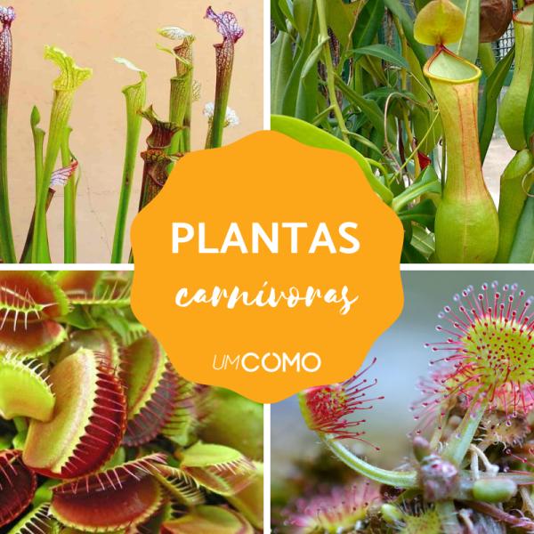 5 ideias de títulos:
1. Guia Completo: Como Cuidar de Plantas Carnívoras em Casa
2. As Espécies Mais Populares de Plantas Carnívoras e Seus Cuidados
3. Erros Comuns ao Cultivar Plantas Carnívoras (e Como Evitá-los)
4. Onde Comprar Plantas Carnívoras: Dicas e Preços
5. Plantas Carnívoras: Controle Natural de Insetos para Seu Lar