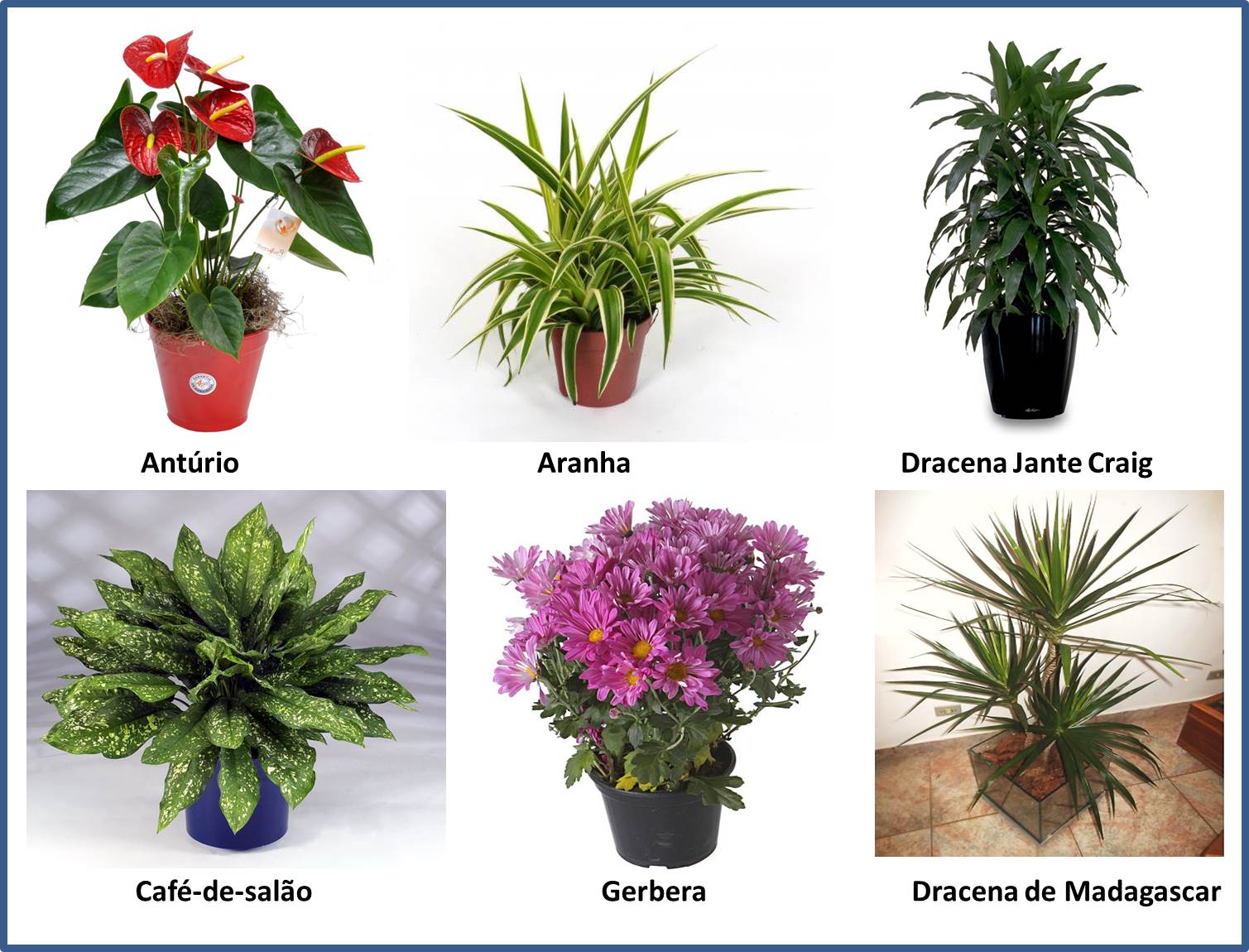 10 plantas para purificar o ar do seu quarto