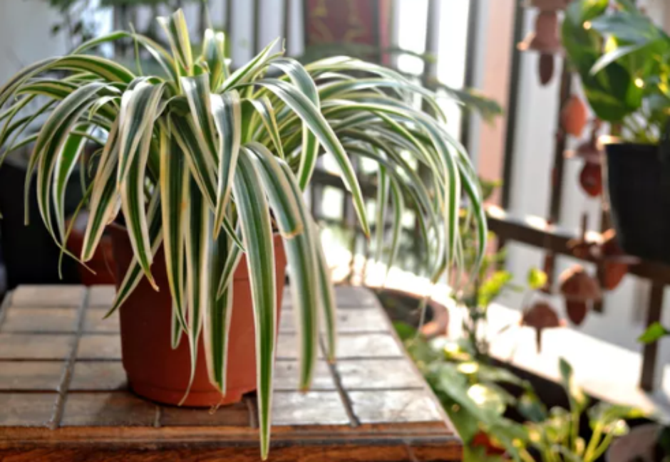 Guia completo: como cuidar de plantas purificadoras de ar