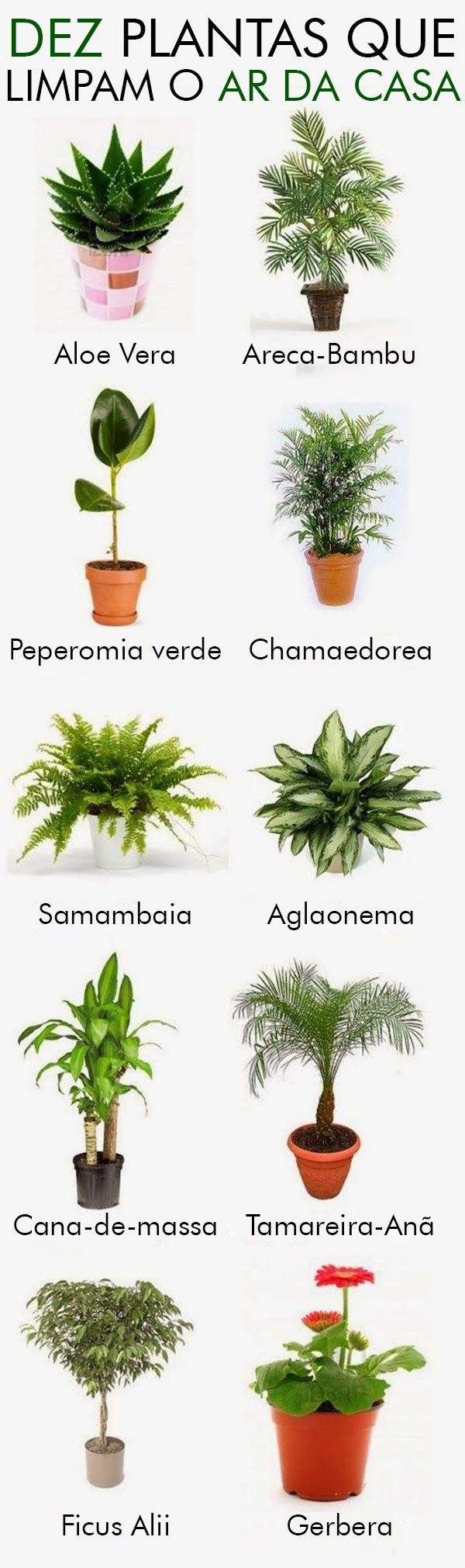 10 plantas para purificar o ar do seu quarto