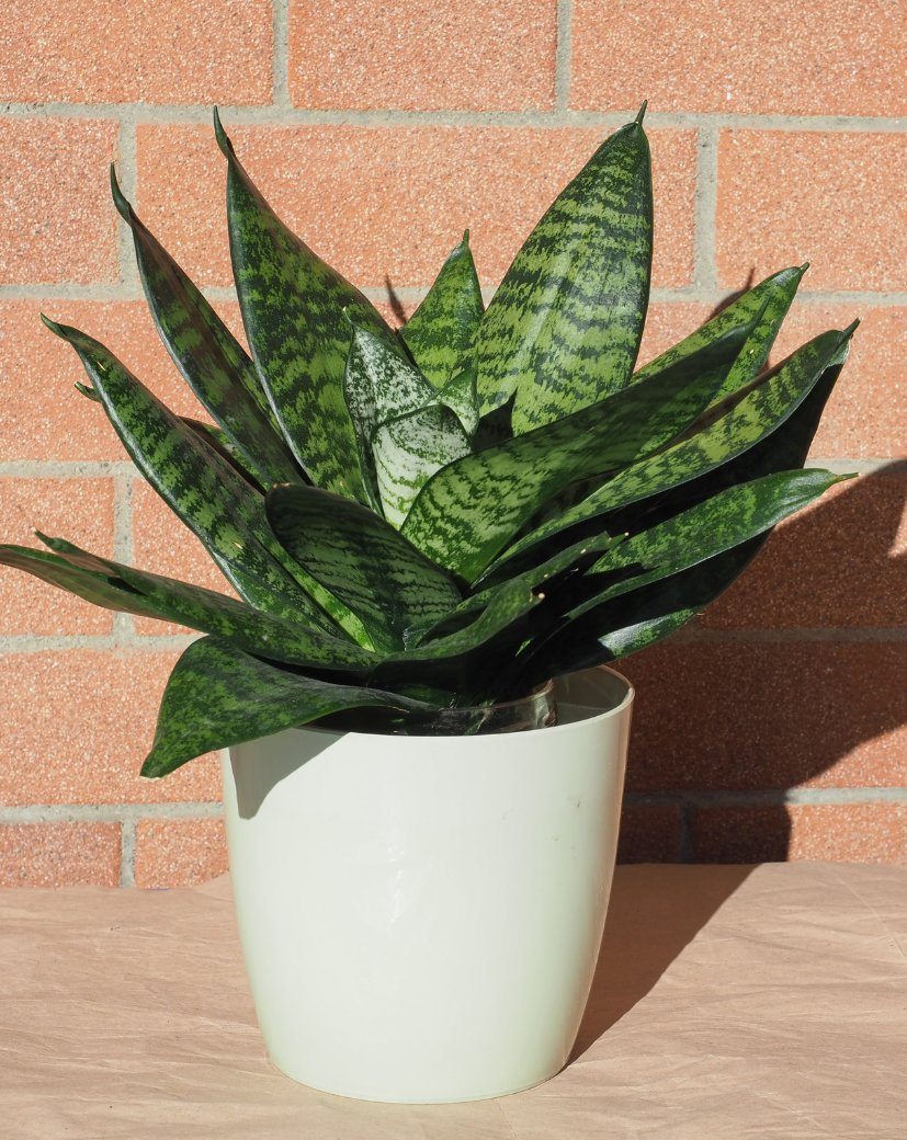 Guia completo: como cuidar de plantas purificadoras de ar