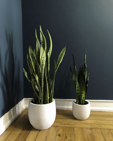 As plantas mais tóxicas para cães e gatos: um guia para donos de pets