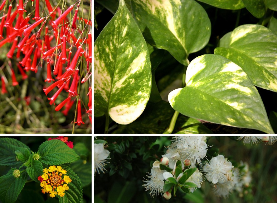 plantas para jardim de sol pleno