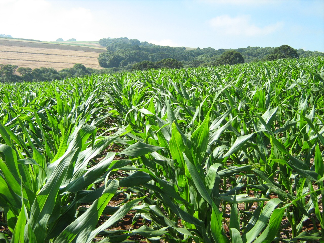 técnicas de preparo de solo para milho