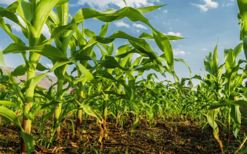 adubação de cobertura em milho