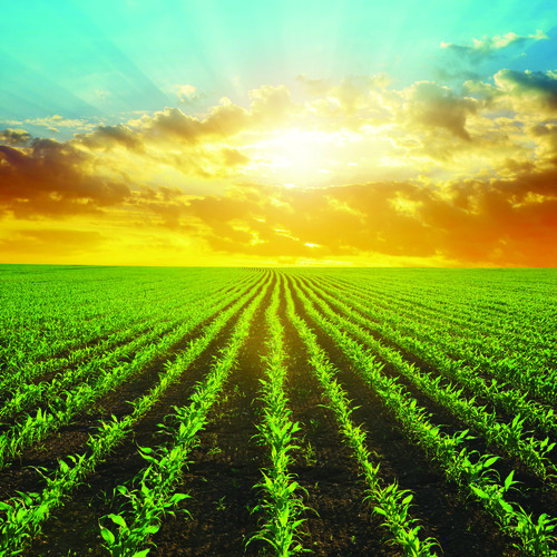 melhor época para plantar milho 2025