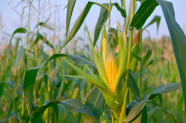 adubação de cobertura em milho