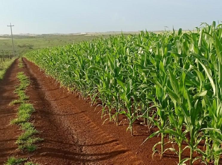 plantio de milho