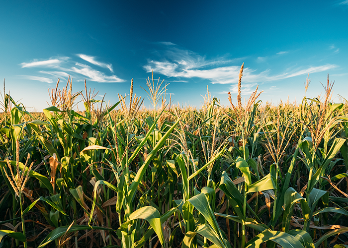 passo a passo plantio de milho para alta produtividade