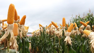 calendário de plantio de milho safra e safrinha