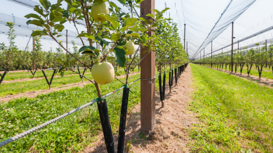 adubação para pomar doméstico