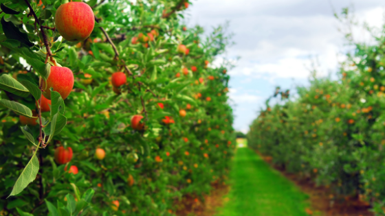 plantio de árvores frutíferas para quintal pequeno