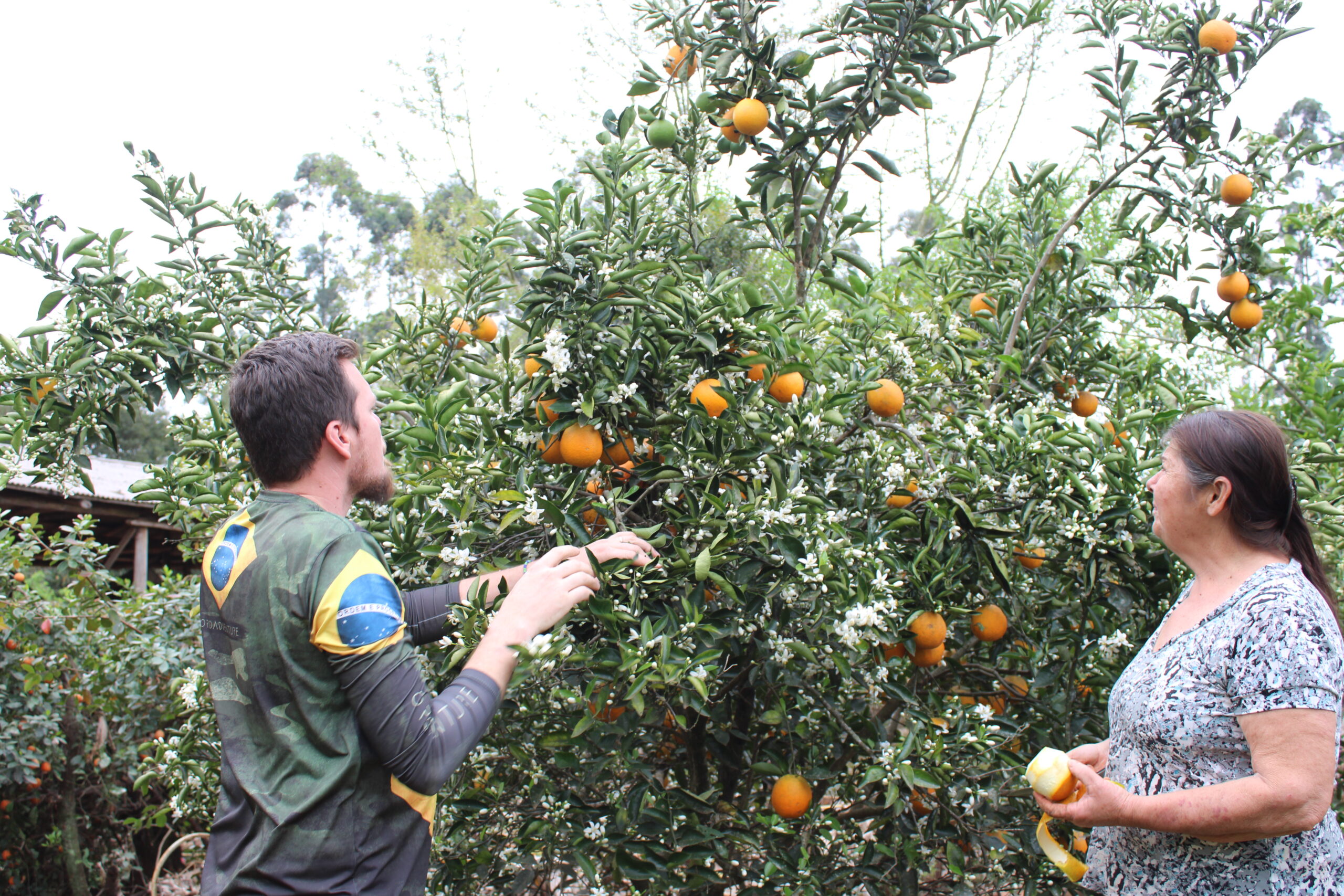 frutíferas que dão frutas o ano todo
