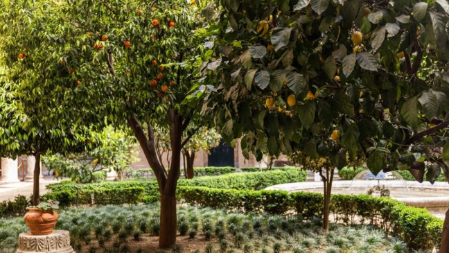 adubação para pomar doméstico