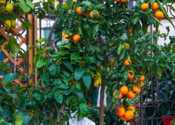 cuidados com mudas de árvores frutíferas