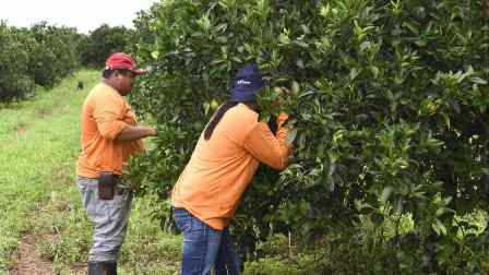 seleção de espécies para pomar