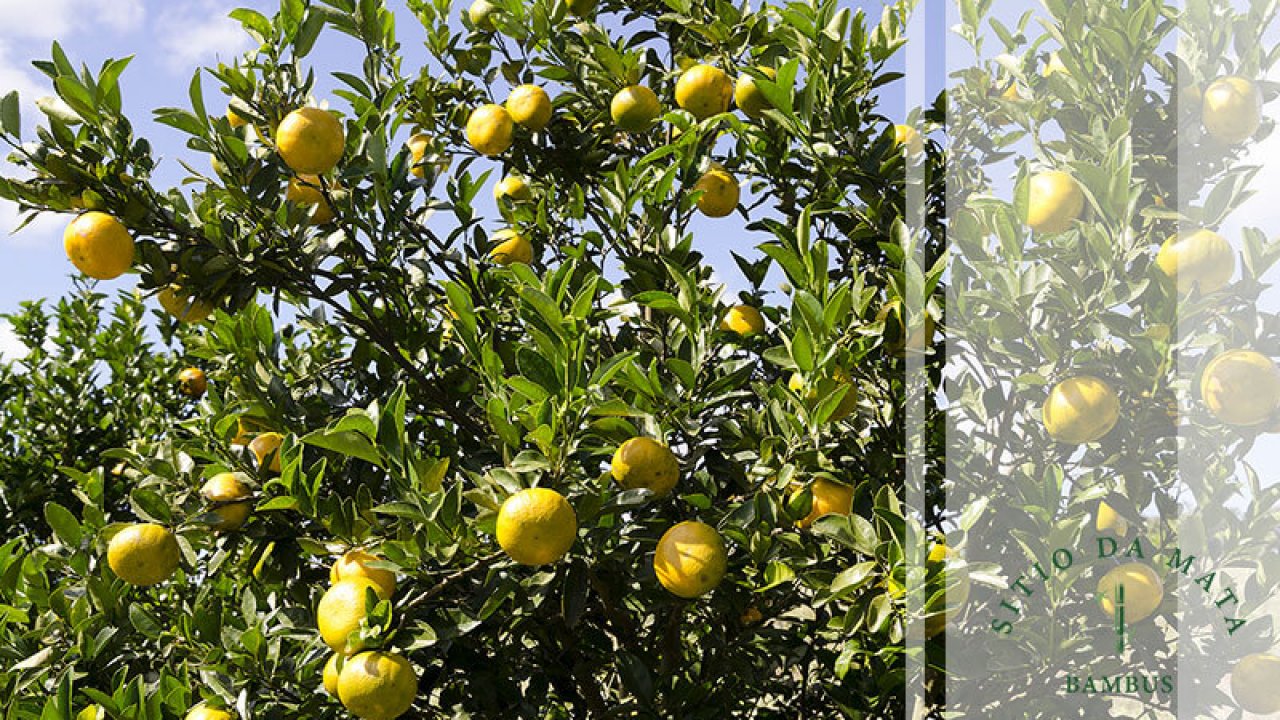 frutíferas que dão frutas o ano todo