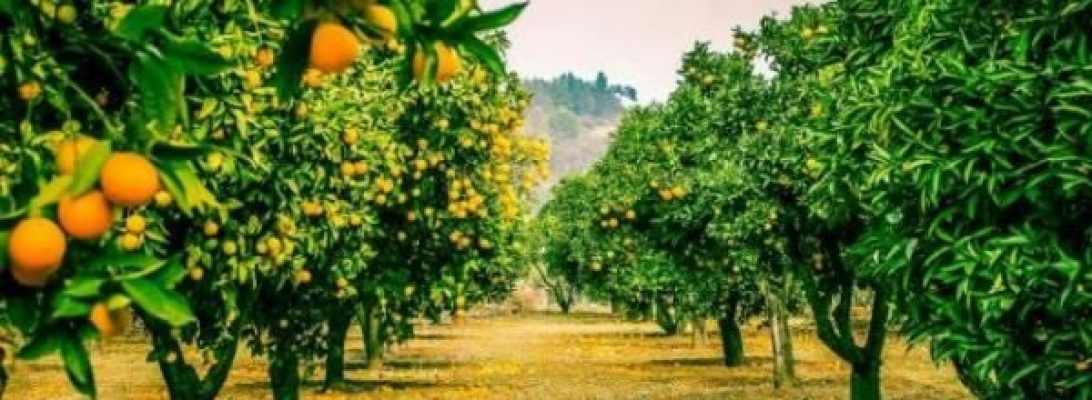 plantar frutíferas em vasos