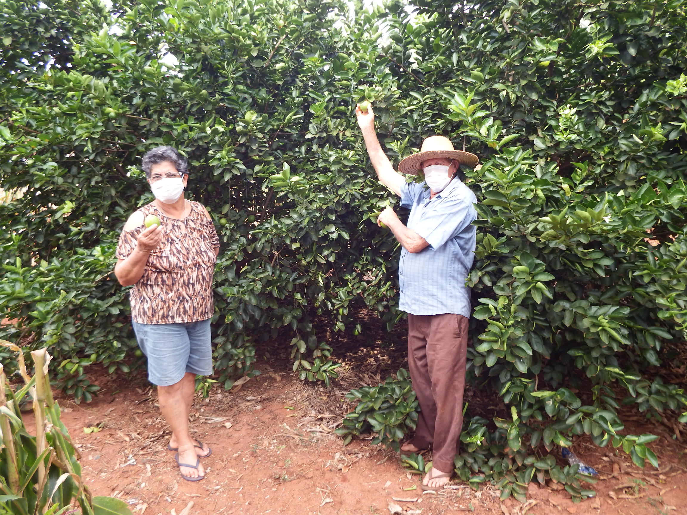 seleção de espécies para pomar