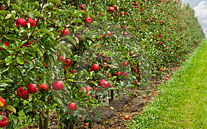 como montar um pomar em casa