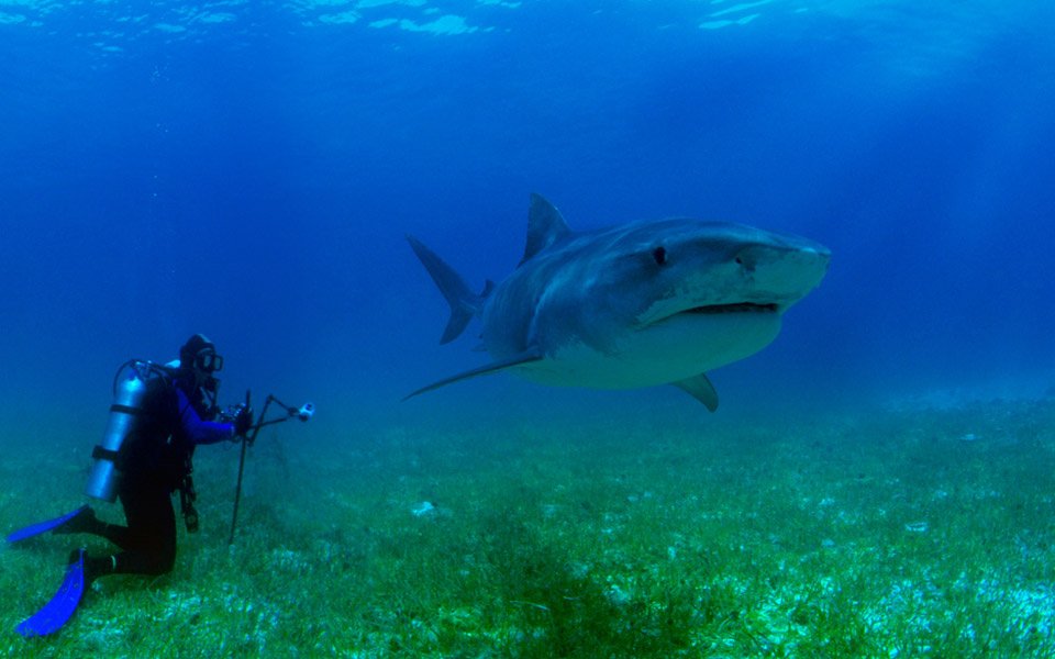 Pontos De Mergulho Brasil