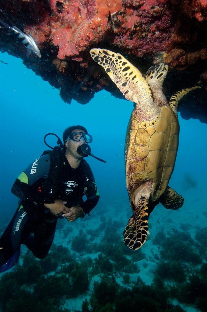 5 ideias de títulos:
1. Guia Completo: Os Melhores Destinos de Mergulho no Brasil
2. Mergulho em Água Doce: Aventuras Subaquáticas em Bonito e Jalapão
3. Explorando Naufrágios: Recife e Angra dos Reis para Mergulhadores Experientes
4. Mergulho para Iniciantes: Dicas e Locais Ideais no Brasil
5. A Biodiversidade Marinha do Brasil: Mergulhando em Fernando de Noronha e Abrolhos