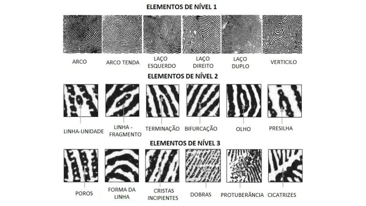 por que temos impressões digitais