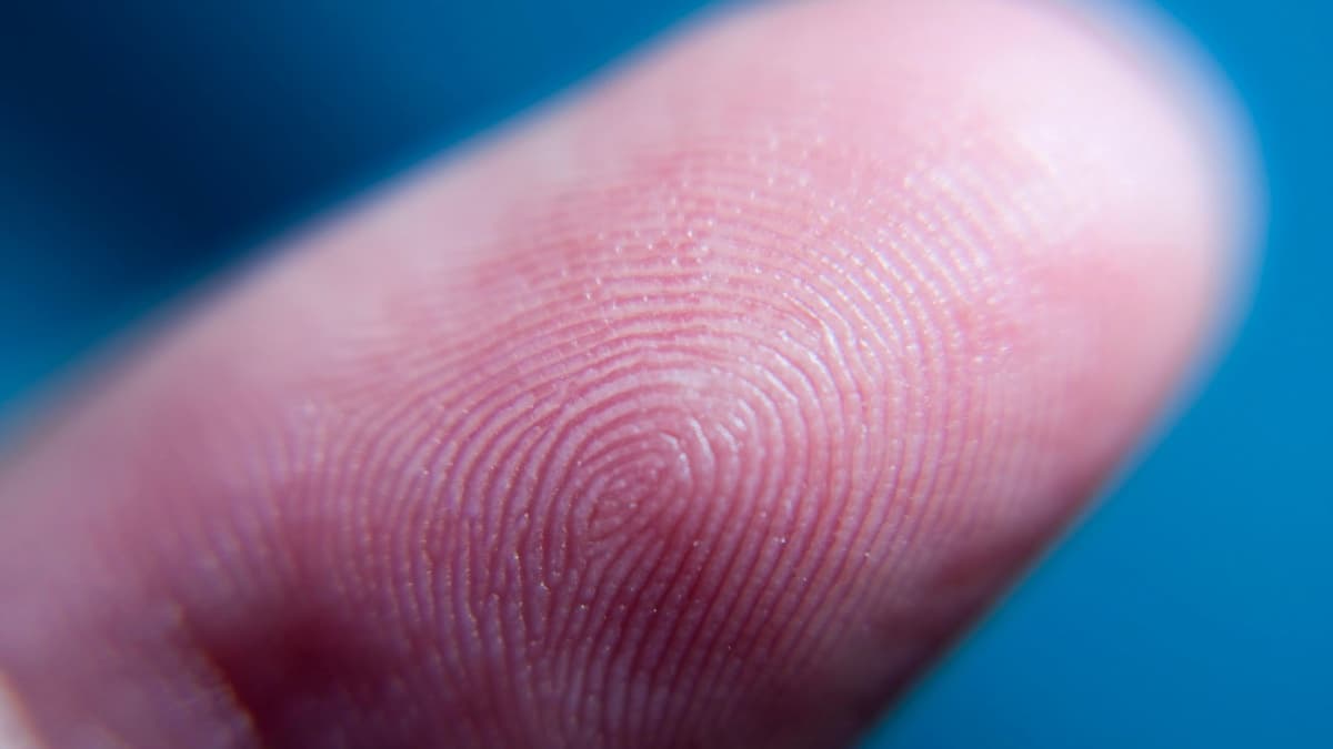 por que temos impressões digitais