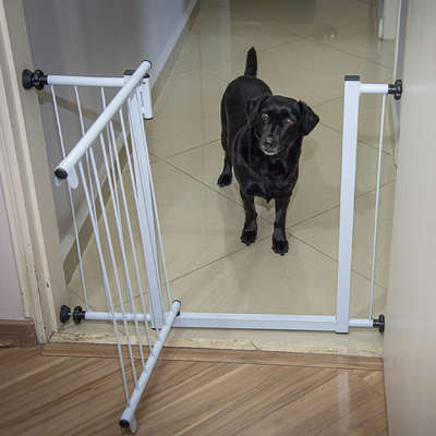 Segurança em casa: Delimitando espaços para seu pet com portões