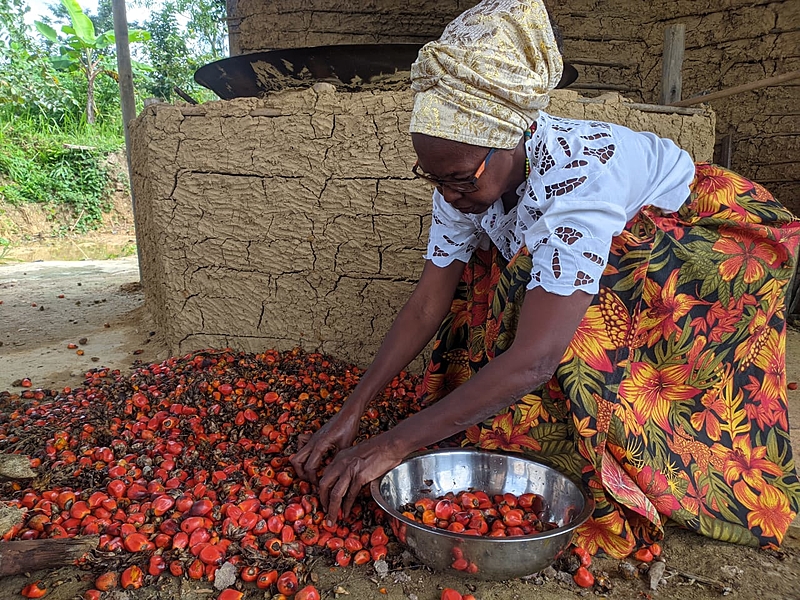 Os Segredos da Serra da Mantiqueira: Azeites Premiados no Brasil