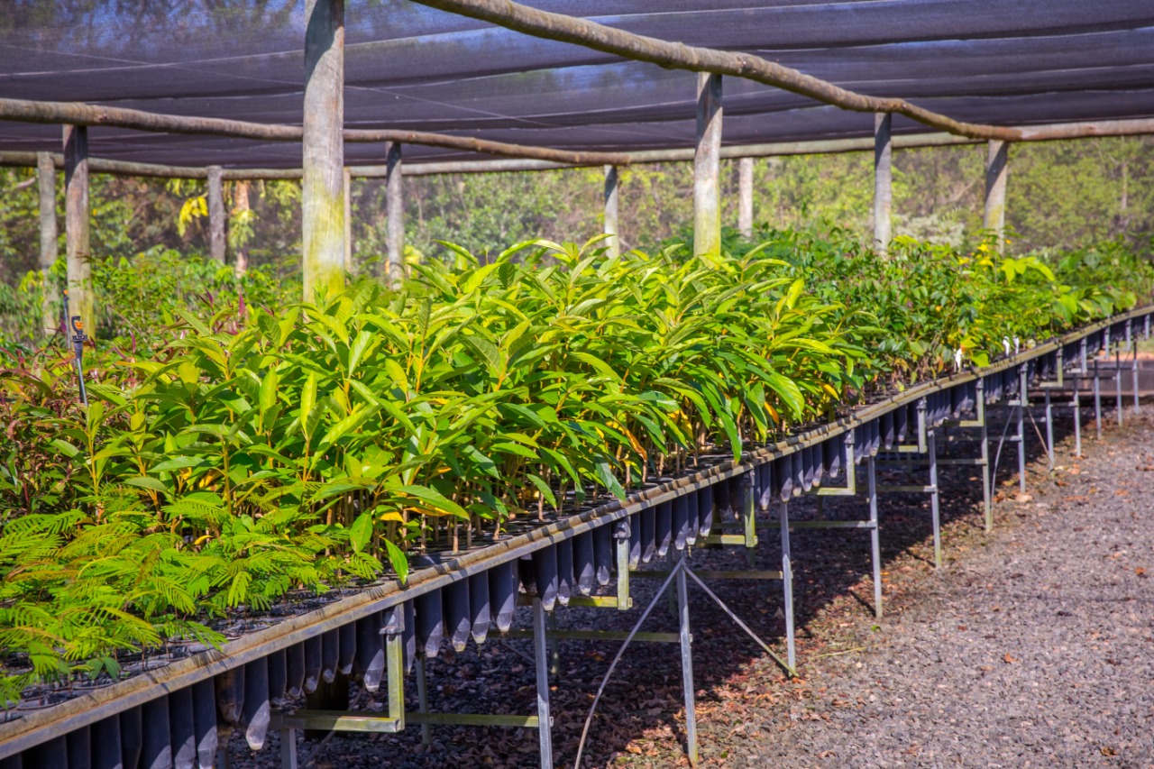 produção de mudas