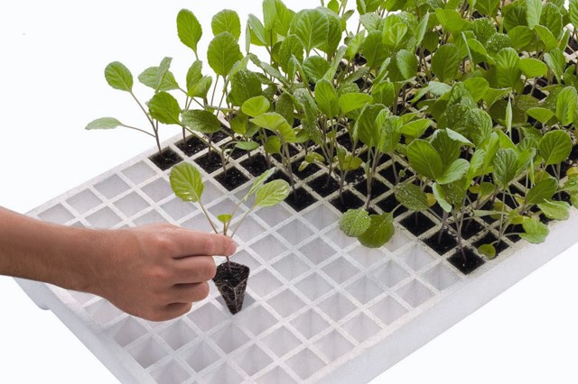 como iniciar um viveiro de mudas