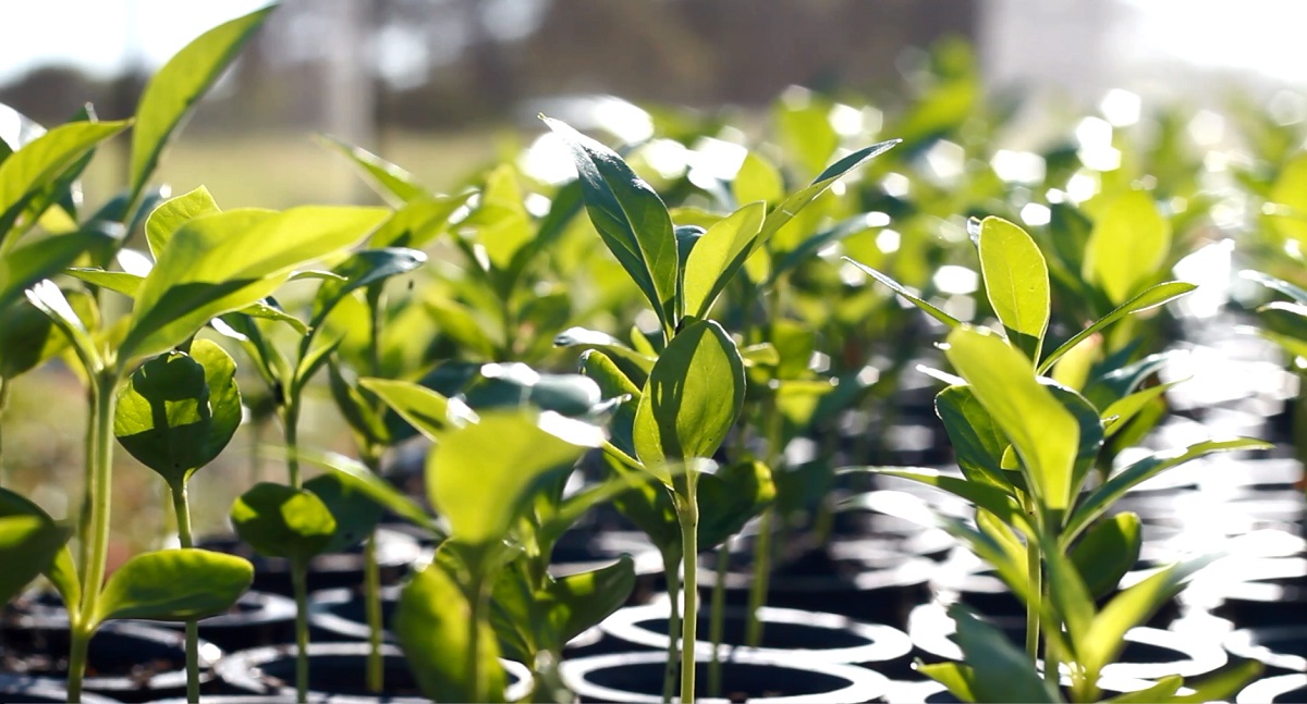 tipos de propagação de plantas