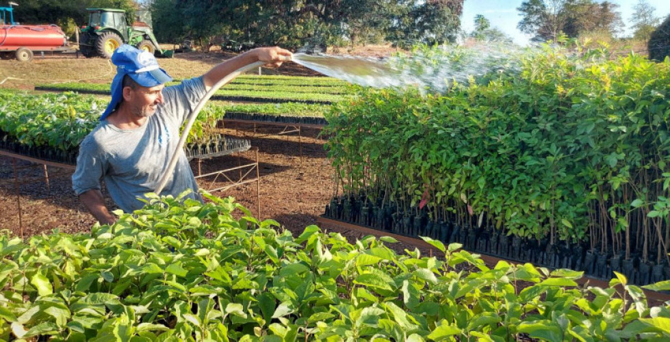 melhores substratos para mudas