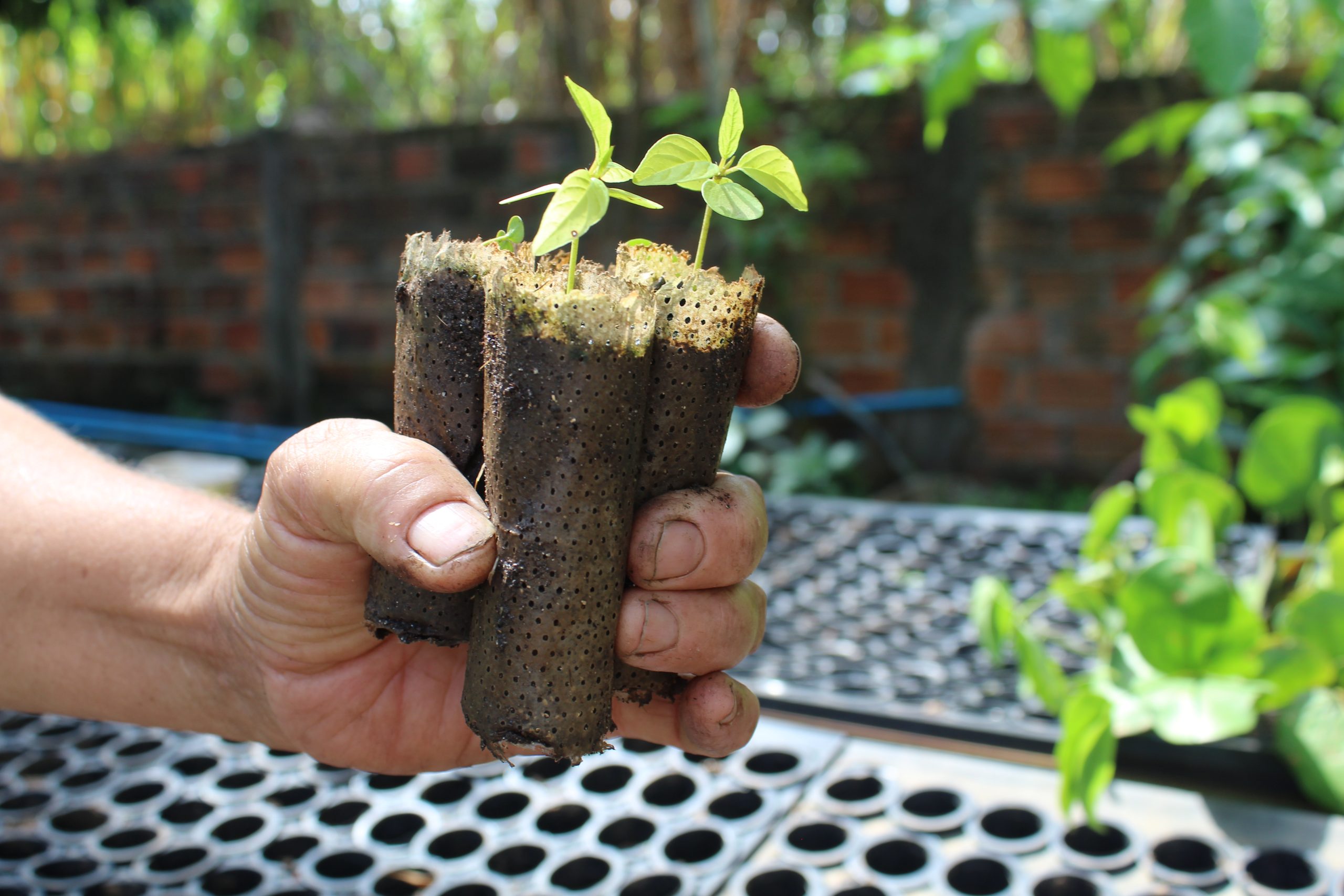 cuidados essenciais na produção de mudas