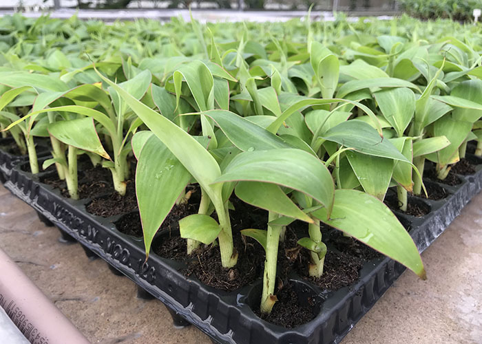 como iniciar um viveiro de mudas