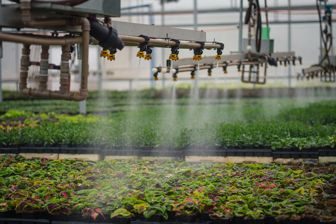 melhores substratos para mudas