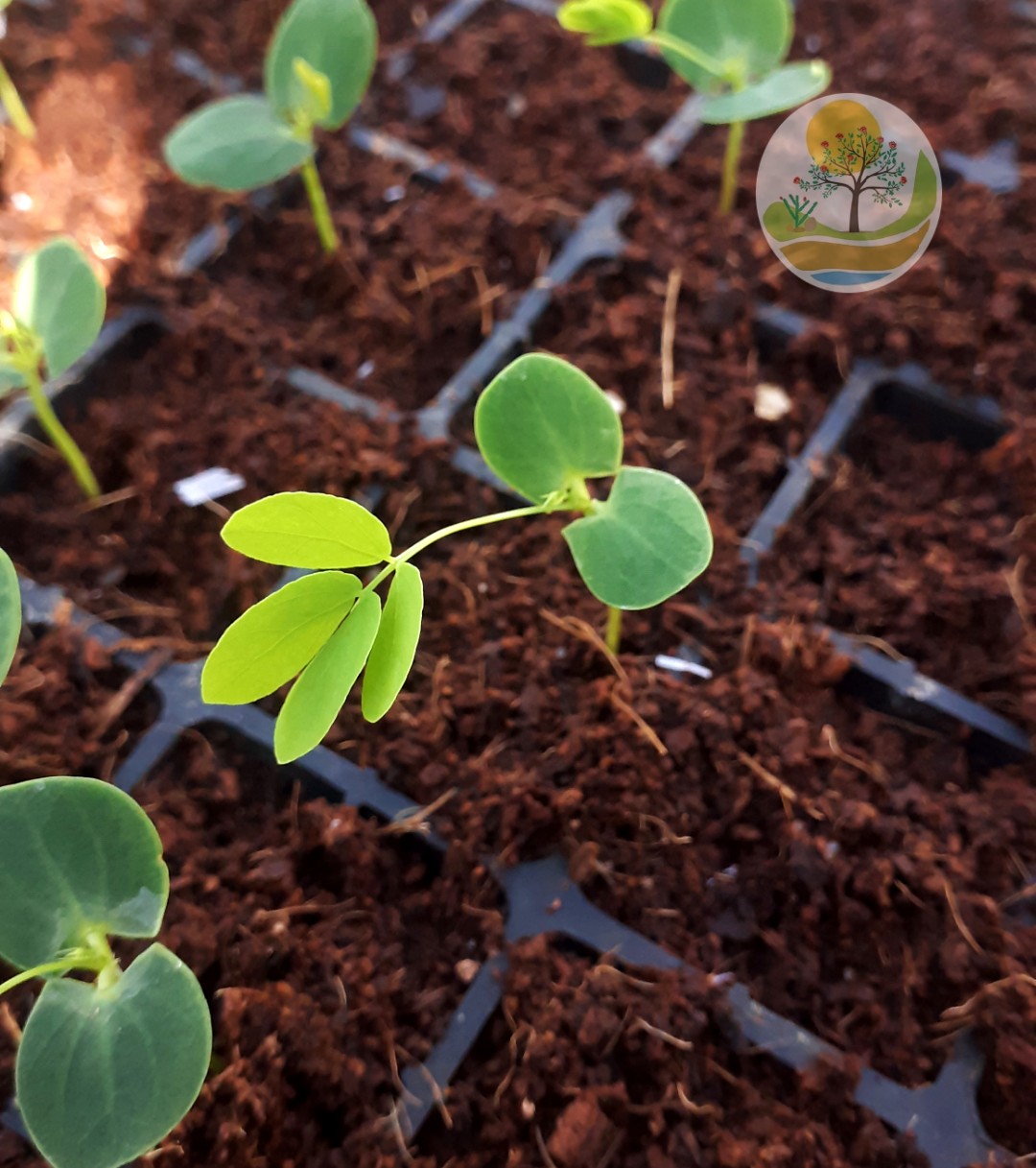 cuidados essenciais na produção de mudas