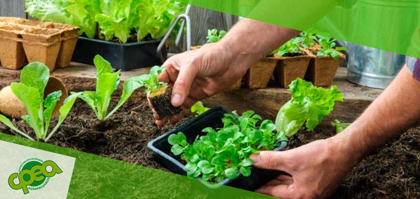 viveiros municipais para mudas gratuitas