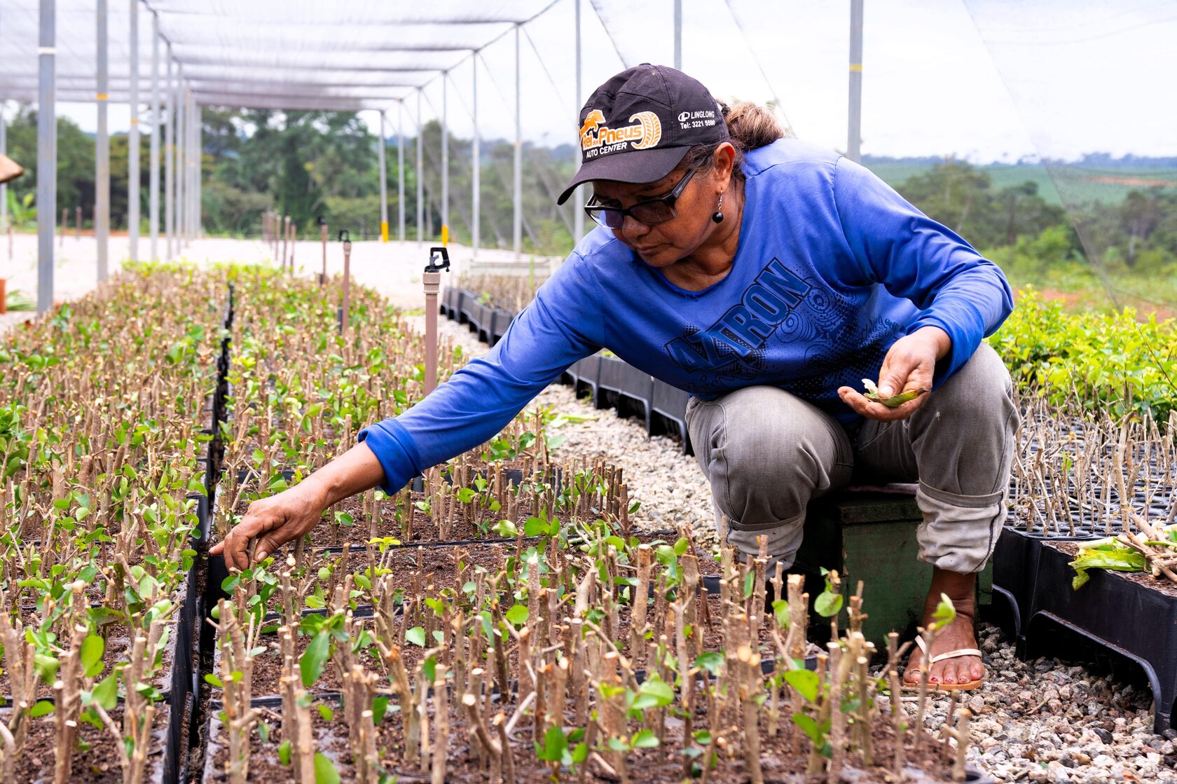 melhores substratos para mudas